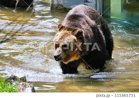 サホロリゾート ベアマウンテンのエゾヒグマ サホロリゾート ベアマウンテンのエゾヒグマ 115865731