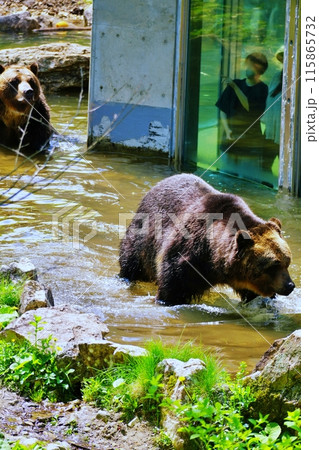 サホロリゾート ベアマウンテンのエゾヒグマ サホロリゾート ベアマウンテンのエゾヒグマ 115865732