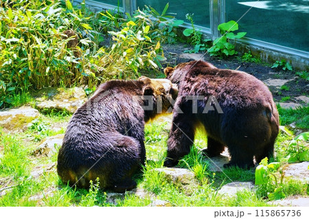 サホロリゾート ベアマウンテンのエゾヒグマ サホロリゾート ベアマウンテンのエゾヒグマ 115865736