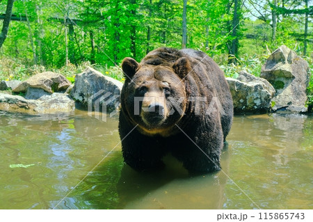 池に入るエゾヒグマ 115865743