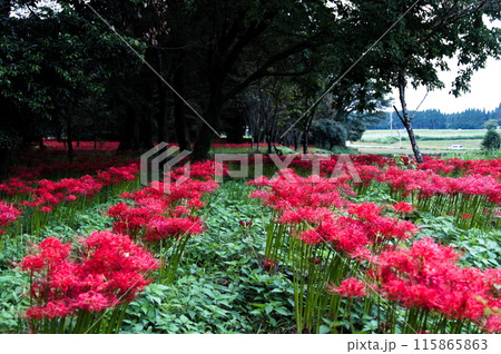 竹田市　七ツ森古墳群 115865863
