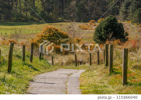 Ameland island in the netherlands 115866040