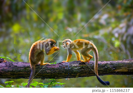 Common squirrel monkeys interact on a tree branch over food 115866237