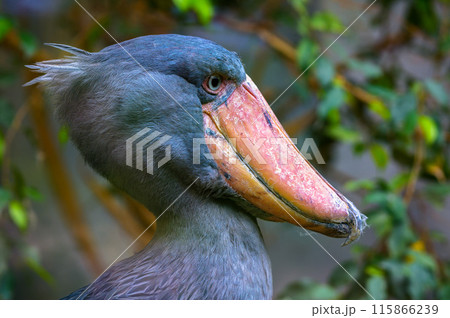 Close-up of a shoebill with a large beak against a blurred natural background Close-up of a shoebill with a large beak against a blurred natural background 115866239
