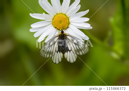 フランス菊の花の蜜を吸うウスバシロチョウ 115866372