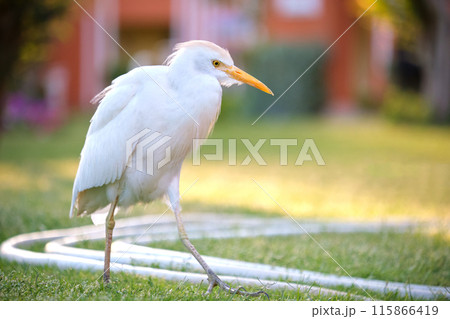 White cattle egret wild bird, also known as Bubulcus ibis walking on green lawn in summer White cattle egret wild bird, also known as Bubulcus ibis walking on green lawn in summer 115866419