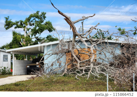 Fallen down tree after hurricane in Florida. Consequences of natural disaster Fallen down tree after hurricane in Florida. Consequences of natural disaster 115866452
