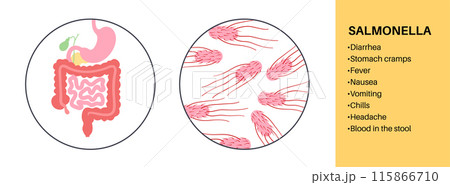 .Salmonella Typhimurium Cells 115866710