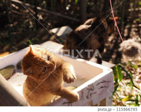 猫じゃらしで遊ぶ可愛い子猫の表情 115866785
