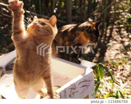 猫じゃらしで遊ぶ可愛い子猫の表情 115866788