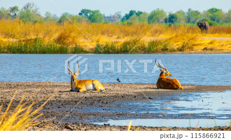 Two lechwe antelopes lounging on the muddy banks of a water body, with the golden grasses of Moremi Game Reserve in the background. Okavango Delta, Botswana 115866921