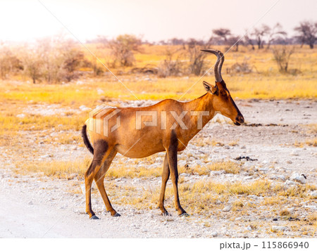 A solitary red hartebeest stands in the vast expanse of Etosha National Park, Namibia, bathed in the warm glow of sunset. 115866940