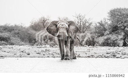 An African elephant stands in a waterhole in Etosha National Park, flaring its ears, surrounded by a serene bush landscape, conveying the wild beauty of Namibia. Black and white photography. 115866942