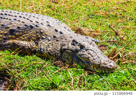 A crocodile lies on the lush grasses of the Chobe region, soaking up the sun with its scaly skin and powerful jaws partially visible. 115866946
