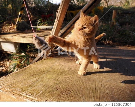 無邪気に遊ぶ可愛い子猫の表情 無邪気に遊ぶ可愛い子猫の表情 115867304