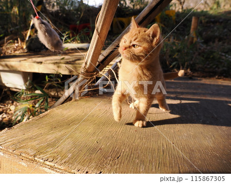 無邪気に遊ぶ可愛い子猫の表情 無邪気に遊ぶ可愛い子猫の表情 115867305