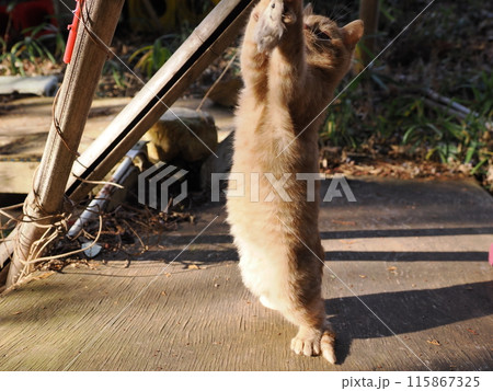 無邪気に遊ぶ可愛い子猫の表情 115867325