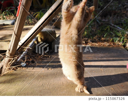 無邪気に遊ぶ可愛い子猫の表情 無邪気に遊ぶ可愛い子猫の表情 115867326