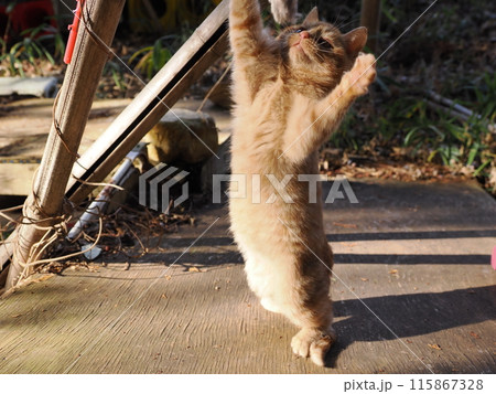 無邪気に遊ぶ可愛い子猫の表情 115867328