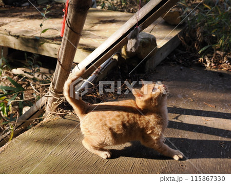 無邪気に遊ぶ可愛い子猫の表情 115867330