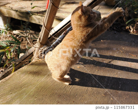 無邪気に遊ぶ可愛い子猫の表情 115867331