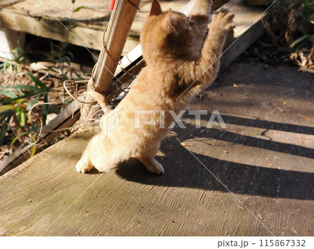 無邪気に遊ぶ可愛い子猫の表情 115867332