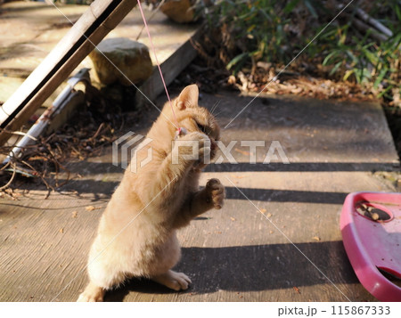 無邪気に遊ぶ可愛い子猫の表情 無邪気に遊ぶ可愛い子猫の表情 115867333