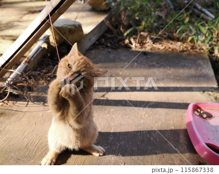 無邪気に遊ぶ可愛い子猫の表情 無邪気に遊ぶ可愛い子猫の表情 115867338