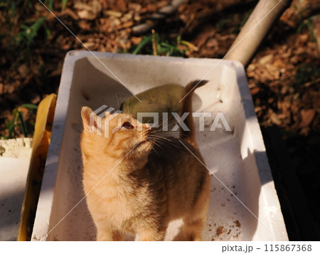 無邪気に遊ぶ可愛い子猫の表情 115867368