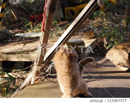 無邪気に遊ぶ可愛い子猫の表情 115867377