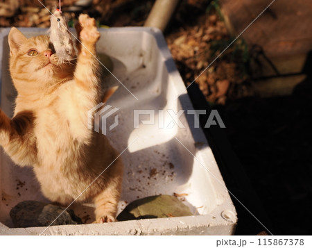 無邪気に遊ぶ可愛い子猫の表情 115867378