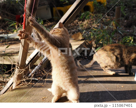 無邪気に遊ぶ可愛い子猫の表情 115867401