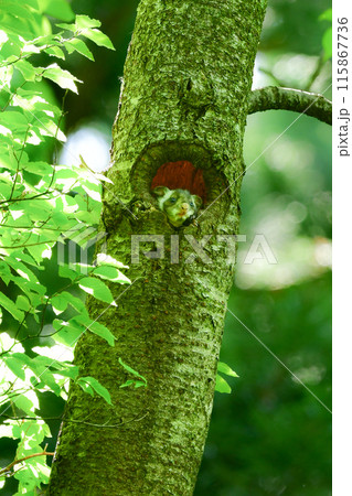 くりくりした目がとてもかわいい森の生き物むささびのこども 115867736