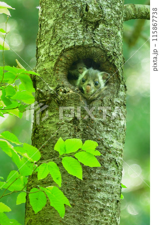 くりくりした目がとてもかわいい森の生き物むささびのこども くりくりした目がとてもかわいい森の生き物むささびのこども 115867738