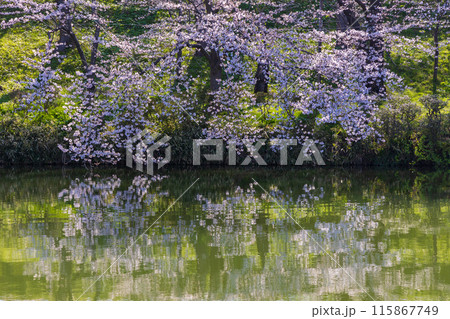 日本さくら名所100選　新潟　高田城址公園 115867749