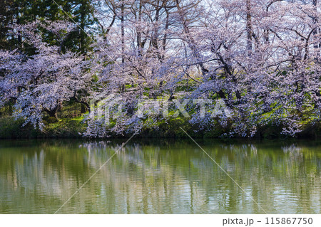 日本さくら名所100選　新潟　高田城址公園 115867750