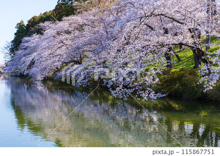 日本さくら名所100選　新潟　高田城址公園 115867751