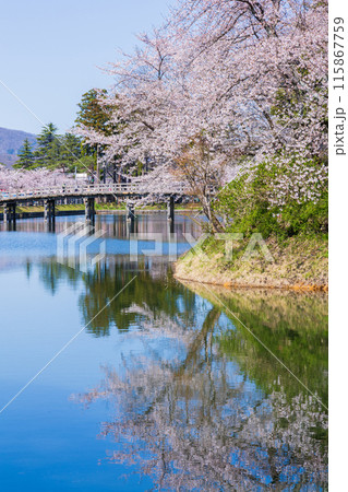 日本さくら名所100選 新潟 高田城址公園 日本さくら名所100選 新潟 高田城址公園 115867759