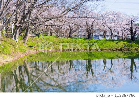 日本さくら名所100選 新潟 高田城址公園 日本さくら名所100選 新潟 高田城址公園 115867760