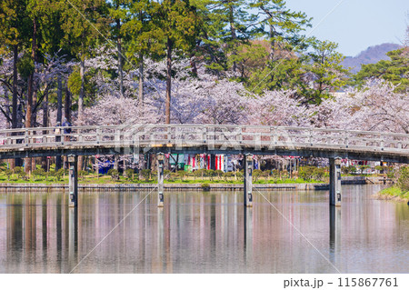 日本さくら名所100選 新潟 高田城址公園 日本さくら名所100選 新潟 高田城址公園 115867761
