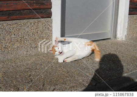 遊び疲れて時々休憩するネコ 115867838