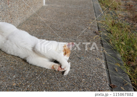 遊び疲れて時々休憩するネコ 遊び疲れて時々休憩するネコ 115867882