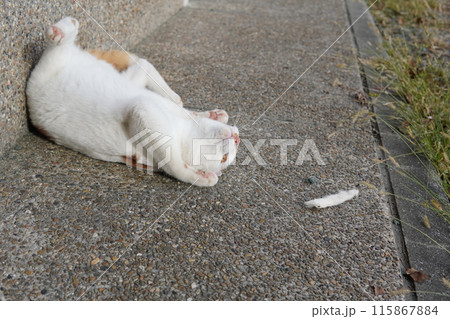 遊び疲れて時々休憩するネコ 115867884