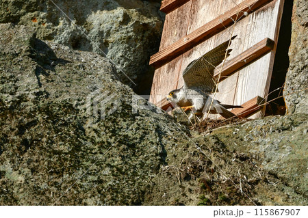 岩場で繁殖する草原のハンター、飛ぶ姿もかっこいい猛禽類のハヤブサ 115867907