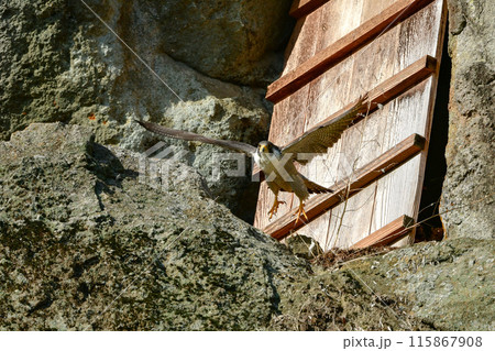 岩場で繁殖する草原のハンター、飛ぶ姿もかっこいい猛禽類のハヤブサ 115867908