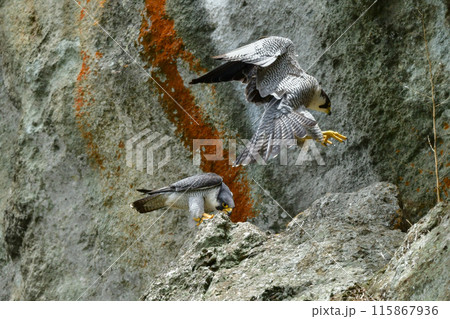 岩場で繁殖する草原のハンター、飛ぶ姿もかっこいい猛禽類のハヤブサ 115867936