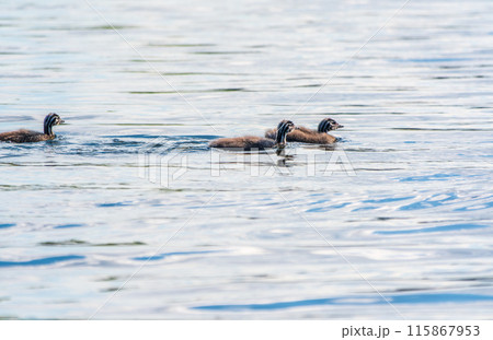 The waterfowl bird, great crested grebe with chick, swimming in the lake. The waterfowl bird, great crested grebe with chick, swimming in the lake. 115867953