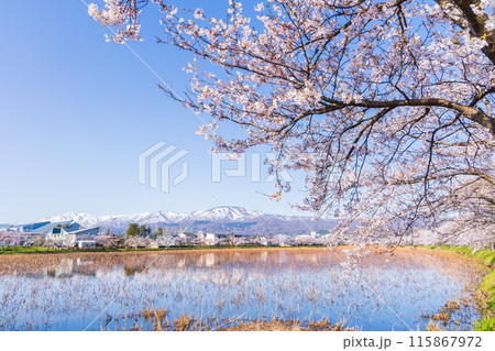 日本さくら名所100選　新潟　高田城址公園 115867972