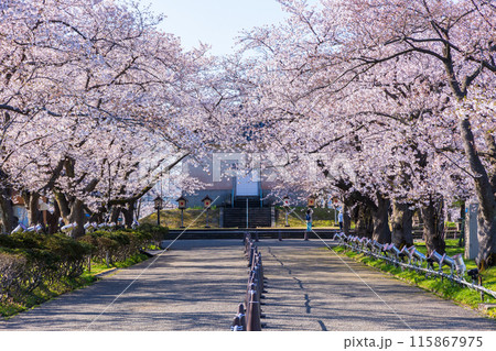日本さくら名所100選 新潟 高田城址公園 日本さくら名所100選 新潟 高田城址公園 115867975