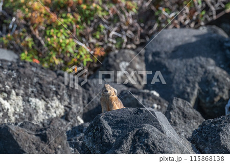 岩場の天使　エゾナキウサギ 115868138
